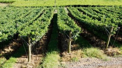 Festival de Nova Veneza lança vinho para celebrar a 20ª edição da festa