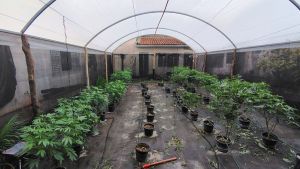 Denúncia anônima leva PM a apreender mais de 2,6 quilos de maconha em residência de São Carlos