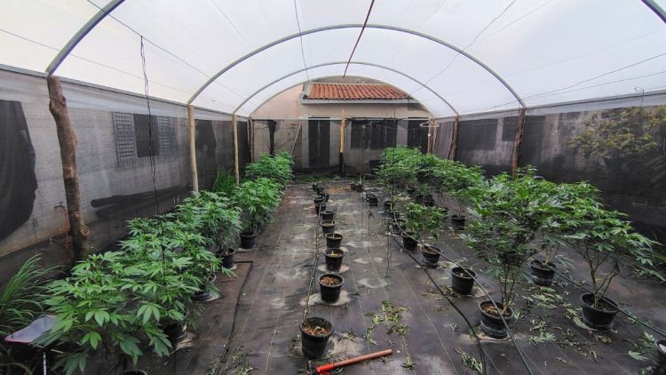 Denúncia anônima leva PM a apreender mais de 2,6 quilos de maconha em residência de São Carlos