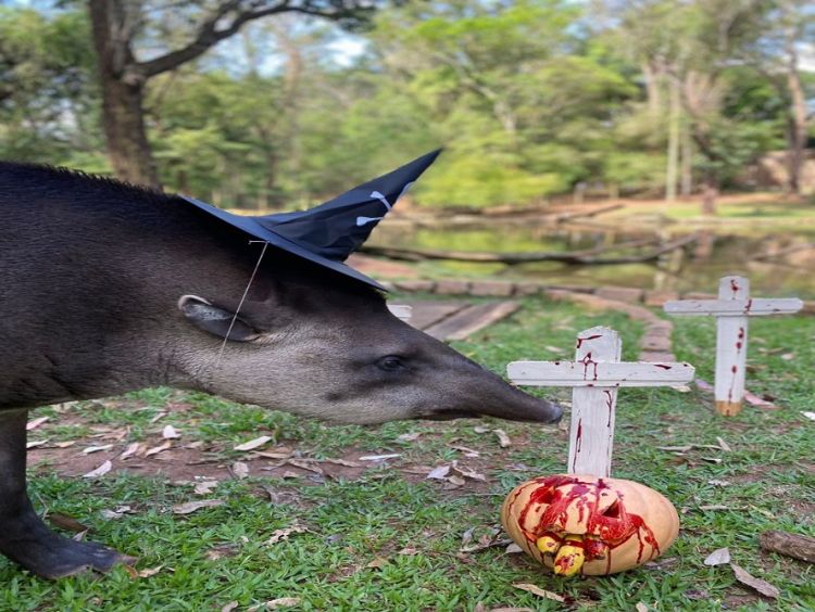 Já é Halloween no Parque Ecológico de São Carlos