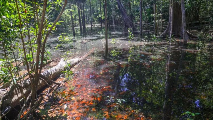 Dinossauros viveram na Amazônia, descobrem pesquisadores de Roraima