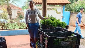 Banco de Alimentos recebe primeira colheita de hortelã de agricultoras do Assentamento Bela Vista