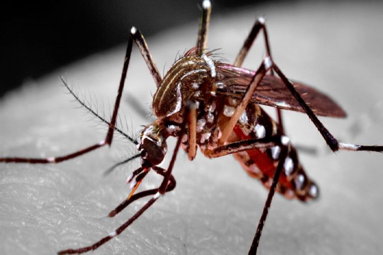 São Carlos ultrapassa 13 mil casos positivo de dengue