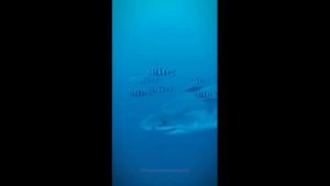 Tubarão branco é filmado no Mediterrâneo