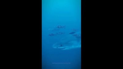 Tubarão branco é filmado no Mediterrâneo