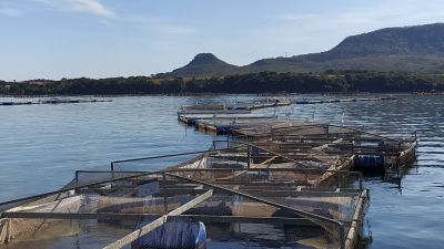 Chega ao mercado o Terpenia Acqua, produto natural que acelera o crescimento e promove a saúde da tilápia