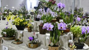 Secretaria abre inscrições para curso gratuito de cuidados com Orquídeas