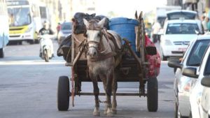 Causa Animal em pauta: Câmara vota hoje proibição carroças e charretes em São Carlos