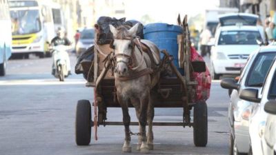Causa Animal em pauta: Câmara vota hoje proibição carroças e charretes em São Carlos