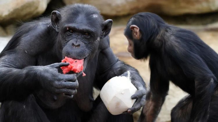 Chimpanzés consomem álcool em frutas fermentadas, diz estudo