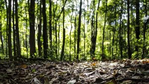 Produção florestal do país cresce 16,7% e chega a R$ 44,3 bi em 2024