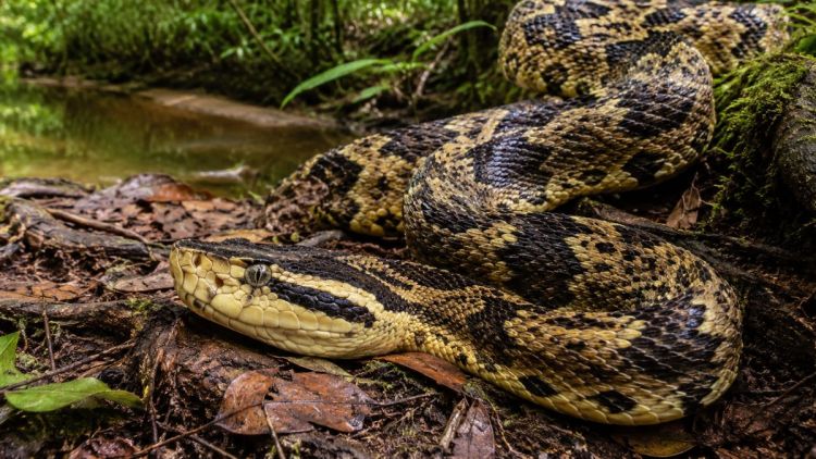 Pesquisadores da USP São Carlos descobrem como atua uma das principais toxinas do veneno da surucucu