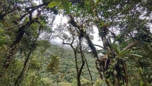 Pesquisa revela avanço da restauração na Mata Atlântica na última década