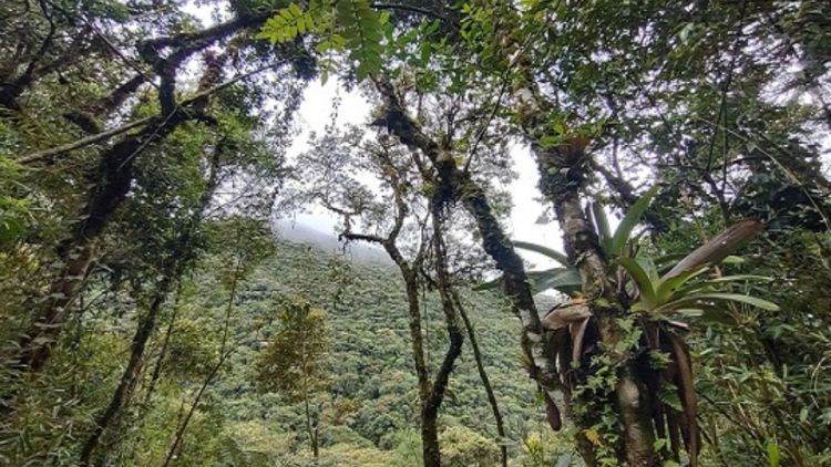 Pesquisa revela avanço da restauração na Mata Atlântica na última década