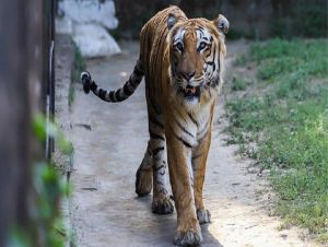 Como Índia conseguiu reverter declínio de população de tigres