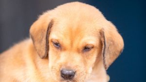 Defesa Animal promove Feira de Adoção com 251 cães e gatos neste sábado