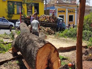 Secretaria municipal de meio ambiente reúne ideias para otimização de vistoria e poda de árvores