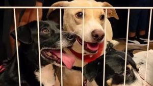 Novo Shopping promove Feira de Adoção Pet neste domingo, dia 22