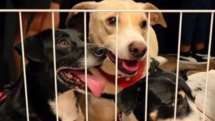 Novo Shopping promove Feira de Adoção Pet neste domingo, dia 22