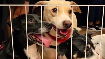 Novo Shopping promove Feira de Adoção Pet neste domingo, dia 22