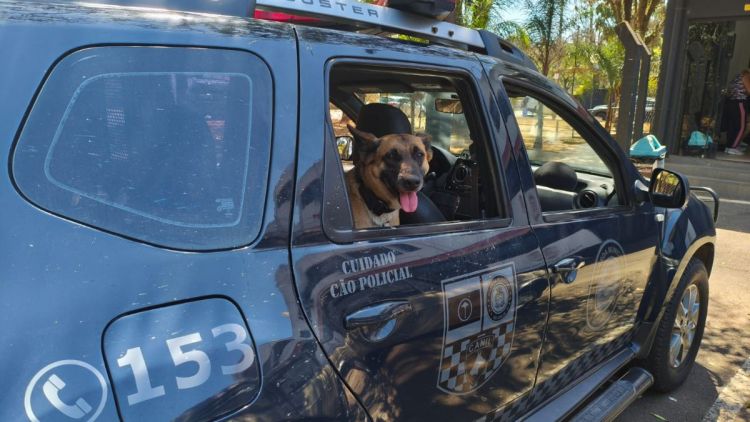Guarda Municipal apreende grande quantidade de drogas no bairro Santa Angelina