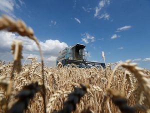 Forte avanço na área de trigo dos EUA pode ser afetado pela saúde das lavouras