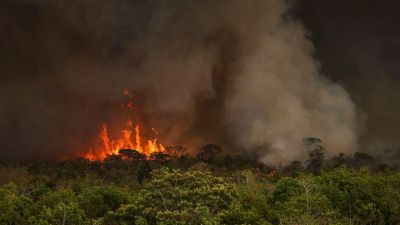 Queimadas atingiram 30 milhões de hectares no país em 2024