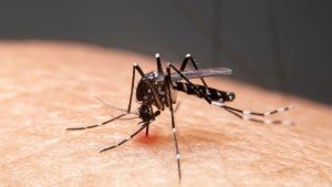 Mudanças climáticas já causam aumento de doenças infecciosas no país