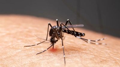 Mudanças climáticas já causam aumento de doenças infecciosas no país