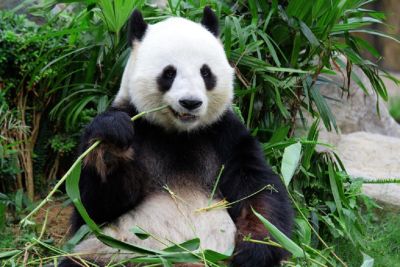 China pede para que todos os pandas retornem ao país