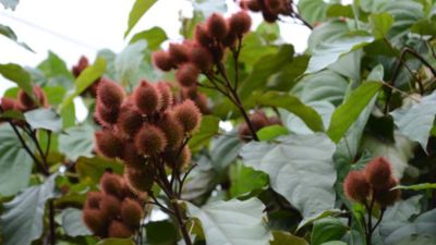 Planta tropical é aliada contra poluição e doenças