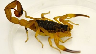 Cresce o número de acidentes com escorpião em Ribeirão Preto