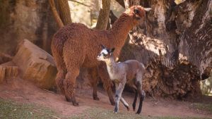 Parque Ecológico de São Carlos comemora nascimento de filhote de Alpaca