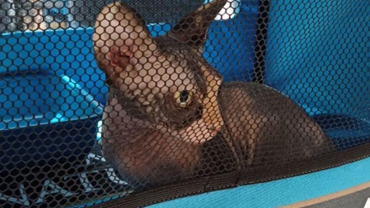 2º Encontro de Gatos Exóticos reúne raças raras e programação educativa no Shopping