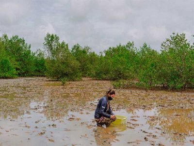 Projeto replanta mangue na Amazônia para prevenir destruição e ensinar a proteger