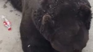 Urso abre garrafa de Coca-Cola sozinho em zoológico e viraliza