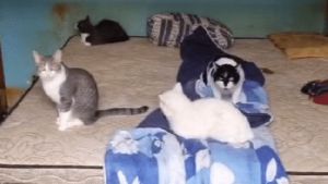 Polícia de SP resgata 78 animais e prende homem por maus-tratos