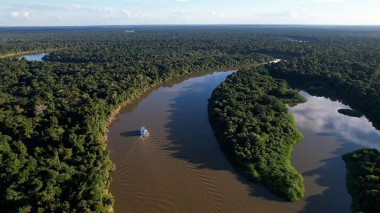 Fazendas ilegais de gado devastam áreas protegidas na Amazônia