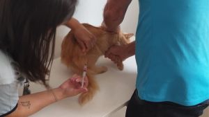 Posto de vacinação antirrábica muda de endereço em São Carlos