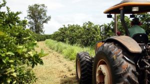 Agro paulista tem superávit de mais de US$ 14 bilhões no ano