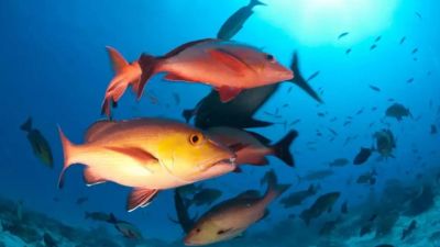 Lista de peixes e invertebrados ameaçados de extinção é atualizada