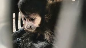 PM Rodoviária resgata macaco-prego transportado ilegalmente