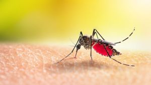 São Carlos registra 17.658 casos positivos de dengue