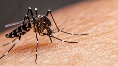 18.931 casos positivos de dengue são registrados em São Carlos
