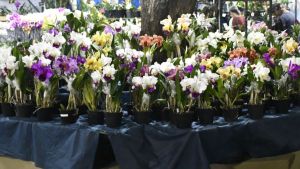 Exposição Nacional de Orquídeas transforma a Praça da XV em palco de cultura e beleza