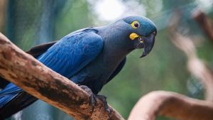 Lista de fauna ameaçada tem 180 animais incluídos e 150 retirados