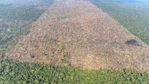 MMA e Inpe lançam sistema para monitoramento diário da Amazônia