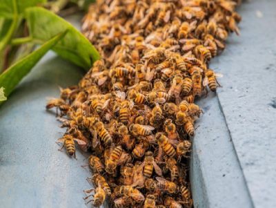 Apicultura é fonte de renda ao pequeno produtor e promove sustentabilidade ambiental