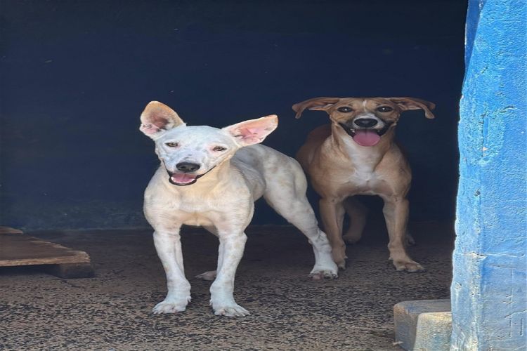 Canil vai realizar 5ª feira de adoção Pet