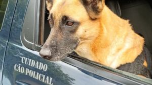 GM apreende drogas no Santa Angelina